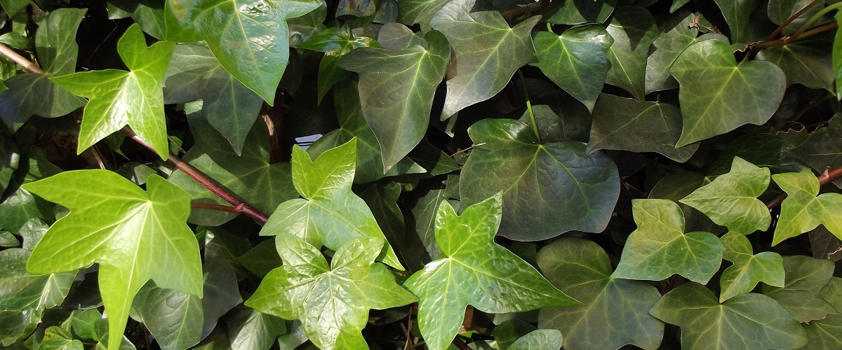 hedera helix 